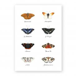 Brigitte Baldrian Postkarte Schmetterlinge 